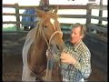 John Pinnell Horse Training - Bridle Fitting