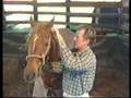 John Pinnell Horse Training - Bridle Fitting