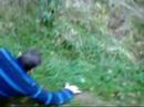 taz-at-the-dog-park.html