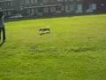 Mustár in the park