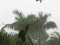 South Florida Tropical storm Fay Feeder bands South Florida Tropical storm Fay Feeder bands