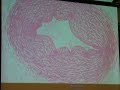 Umbilical Cord