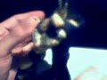 WWE Backlash PPV Triple Threat Match Pt.1 action figures