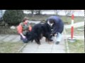 Supervised Dog Mating