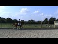 horses for sale