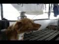 videos de Blueshound.avi