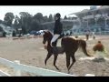 Hot Shot MRF - Welsh/Hanoverian ASPR stallion