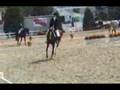 Hot Shot MRF - Welsh/Hanoverian ASPR stallion