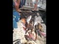 videos de filmino pesca