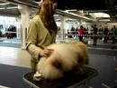 PEKK 09.02.08 CACIB Show, Pekingese ring