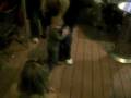 Dancing at La Hacienda.MOV