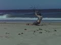 1st sandboarder/kite staying up wind