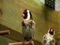 Darrrrek - Breeding carduelis major6