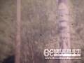 Orndorff Film Orndorff Film