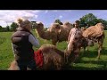 Cornish Camels on Countryfile