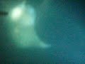 the manta Plankton flip