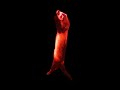 dancing-ferret.html