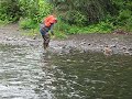Silver Salmon 2