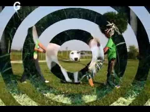 Guarda video