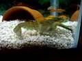 Crayfish catching some fish