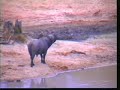 3 Old Buffalo Bulls Check Out Lions' Kill Djuma 7/3/07