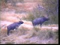 3 Old Buffalo Bulls Check Out Lions\