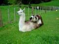 LLama mating