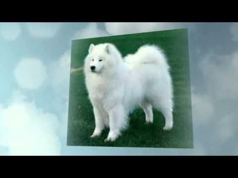 how to train samoyed