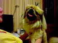 Talking with pekingese.