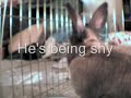 Another video of my bunny