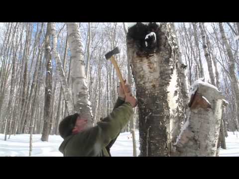 how to harvest chaga mushroom
