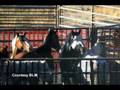 BLM Horse Euthanasia--Ryder Report Nov. 18 TheHorse.com