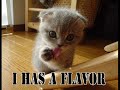 HFM Funny Animals HFM Funny Animals