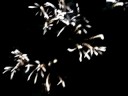 SHOW DE FOGOS HOPI HARI
