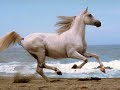 Horses a Beautiful Day