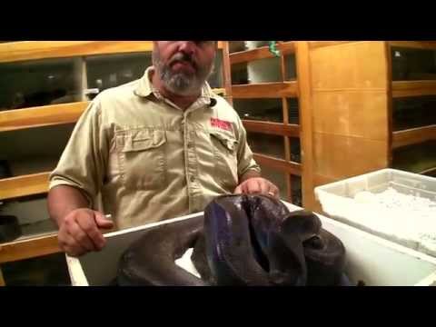 YouTube reptile video