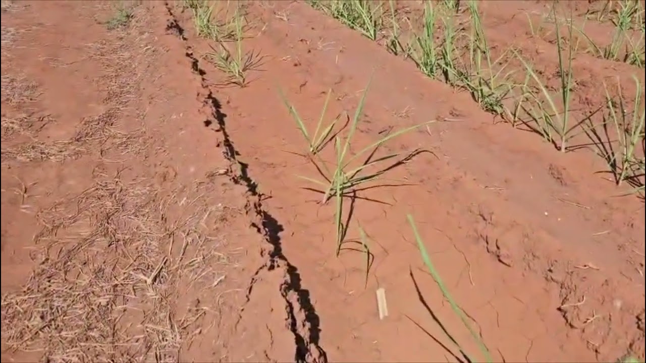 São Jorge Agronegócio aposta no “arroz com feijão bem-feito” para manter eficiência na cana