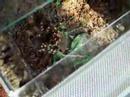 A. geniculata eating mouse