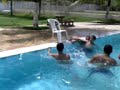 so as feras do polo aquatico