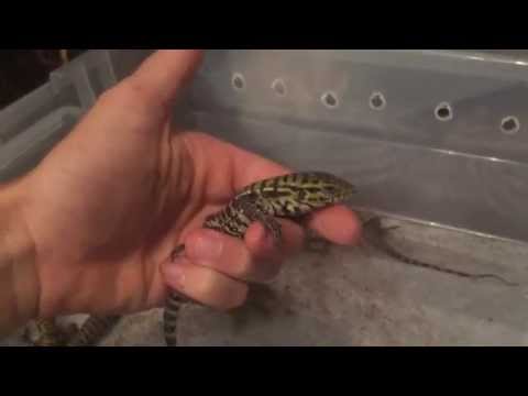 YouTube reptile video