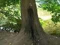 Pinkelbaum, 1.Teil