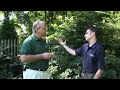 Cutting Home Heating Costs with Trees and Shrubs