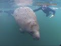 Schnorcheln mit Manatees