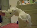 really ubberly random. my dog was being a jerk. so my sister and me made a video.