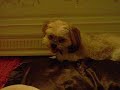 really ubberly random. my dog was being a jerk. so my sister and me made a video.