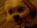 really ubberly random. my dog was being a jerk. so my sister and me made a video.