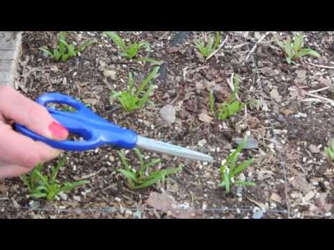 how to transplant broccoli seedlings