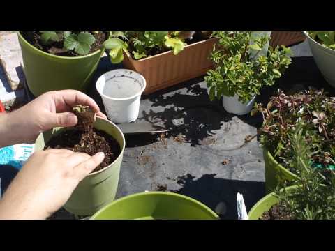 how to transplant oregano