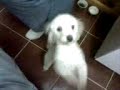 Wena lili