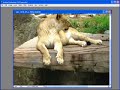 Photoshop - resizing multiple photos.